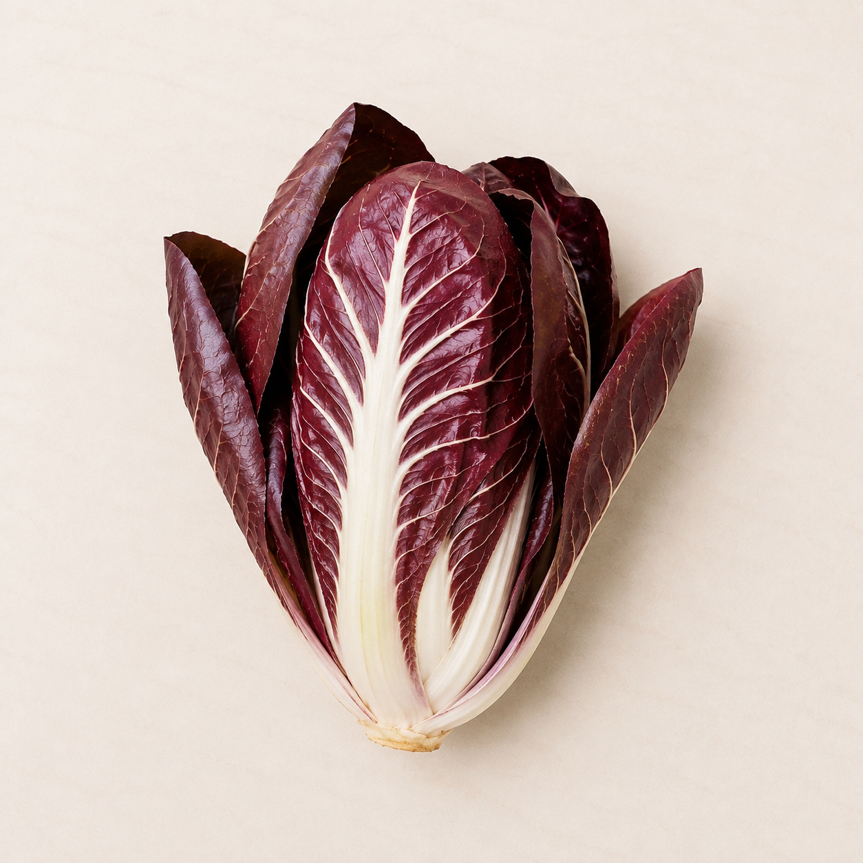 Organic Radicchio Treviso