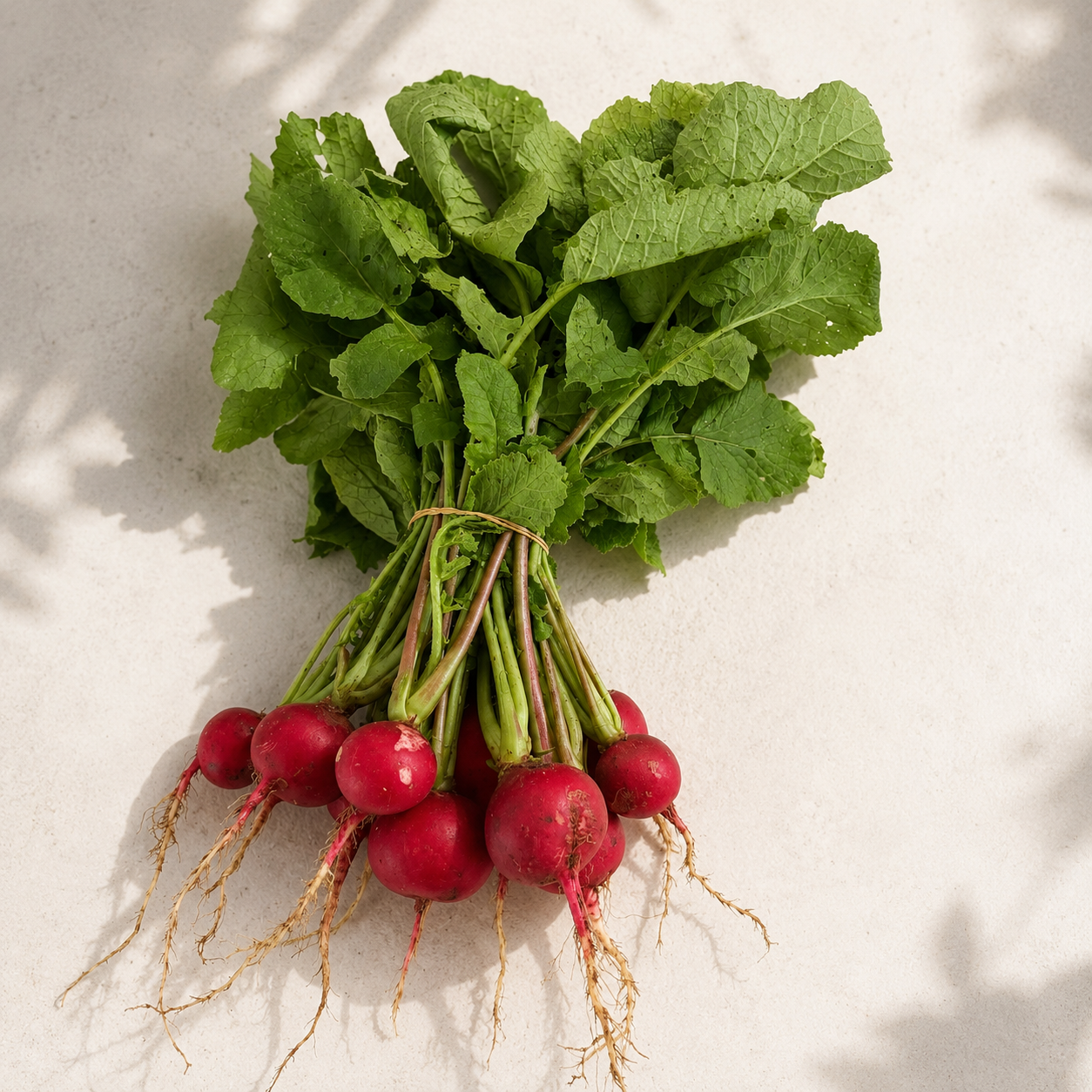 Organic Radish – Bunch
