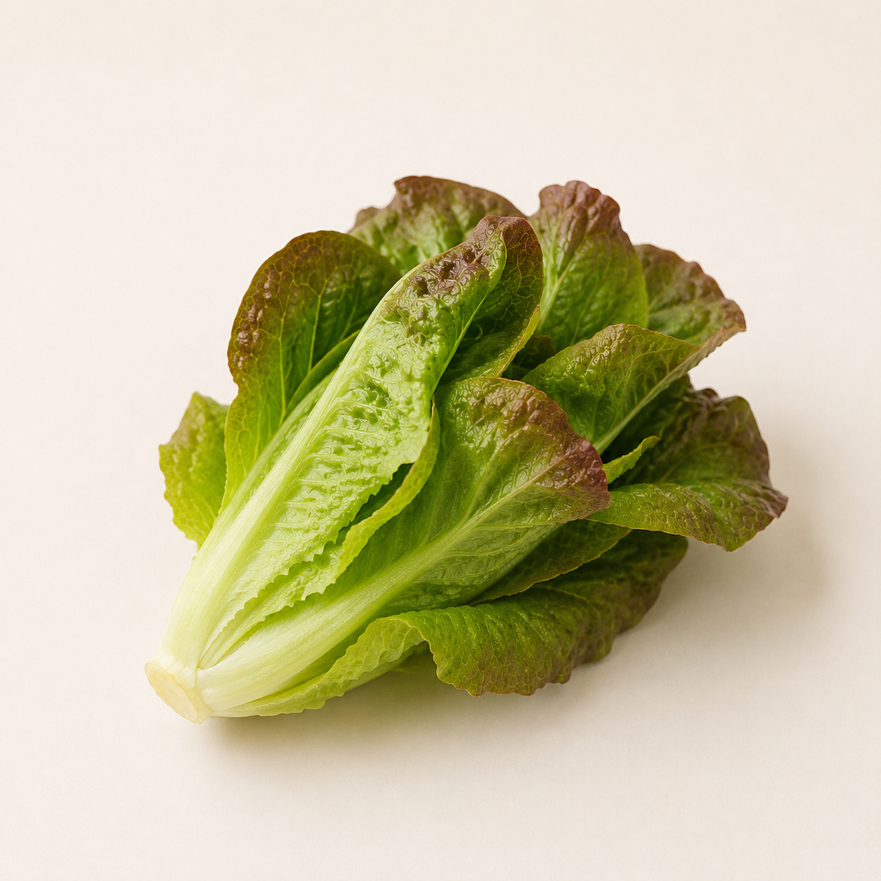 Organic Red Cos Lettuce